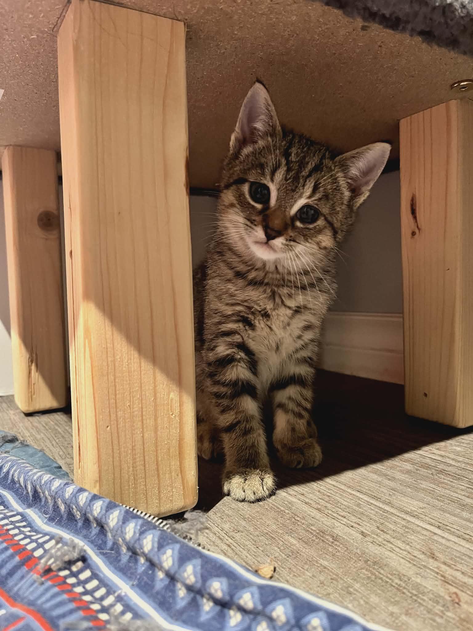 Enlarge Louie & Simon, an adopted Domestic Short Hair in Brantford, ON image 5/5