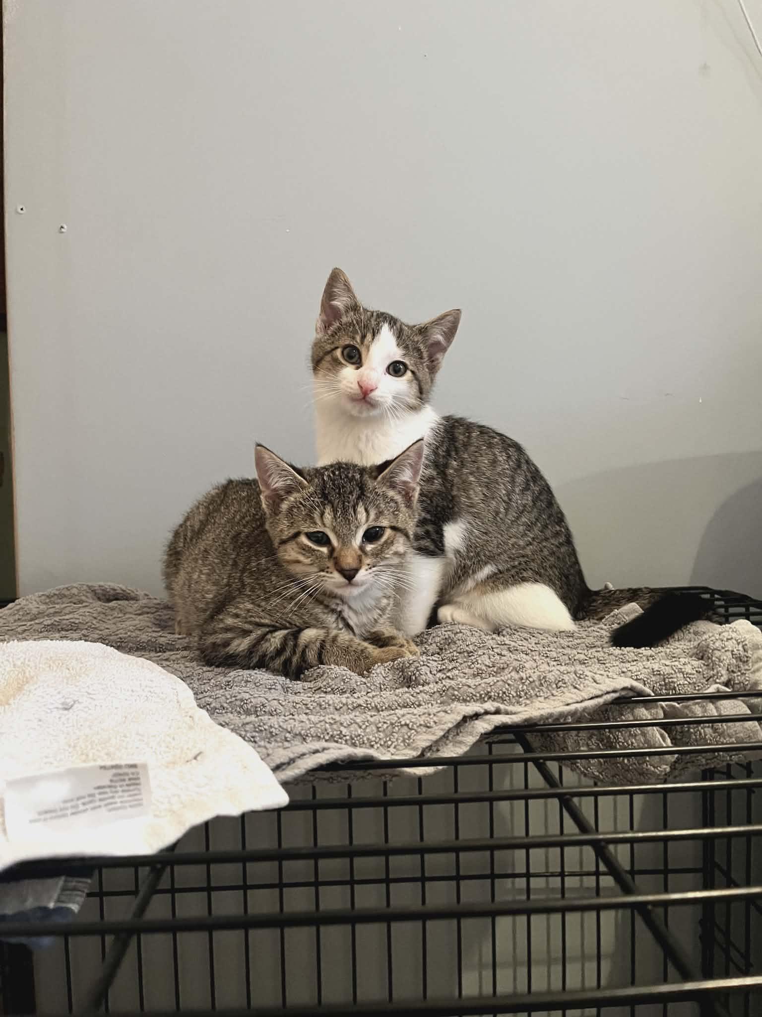 Louie & Simon, ADOPTABLE, Young Male Domestic Short Hair.