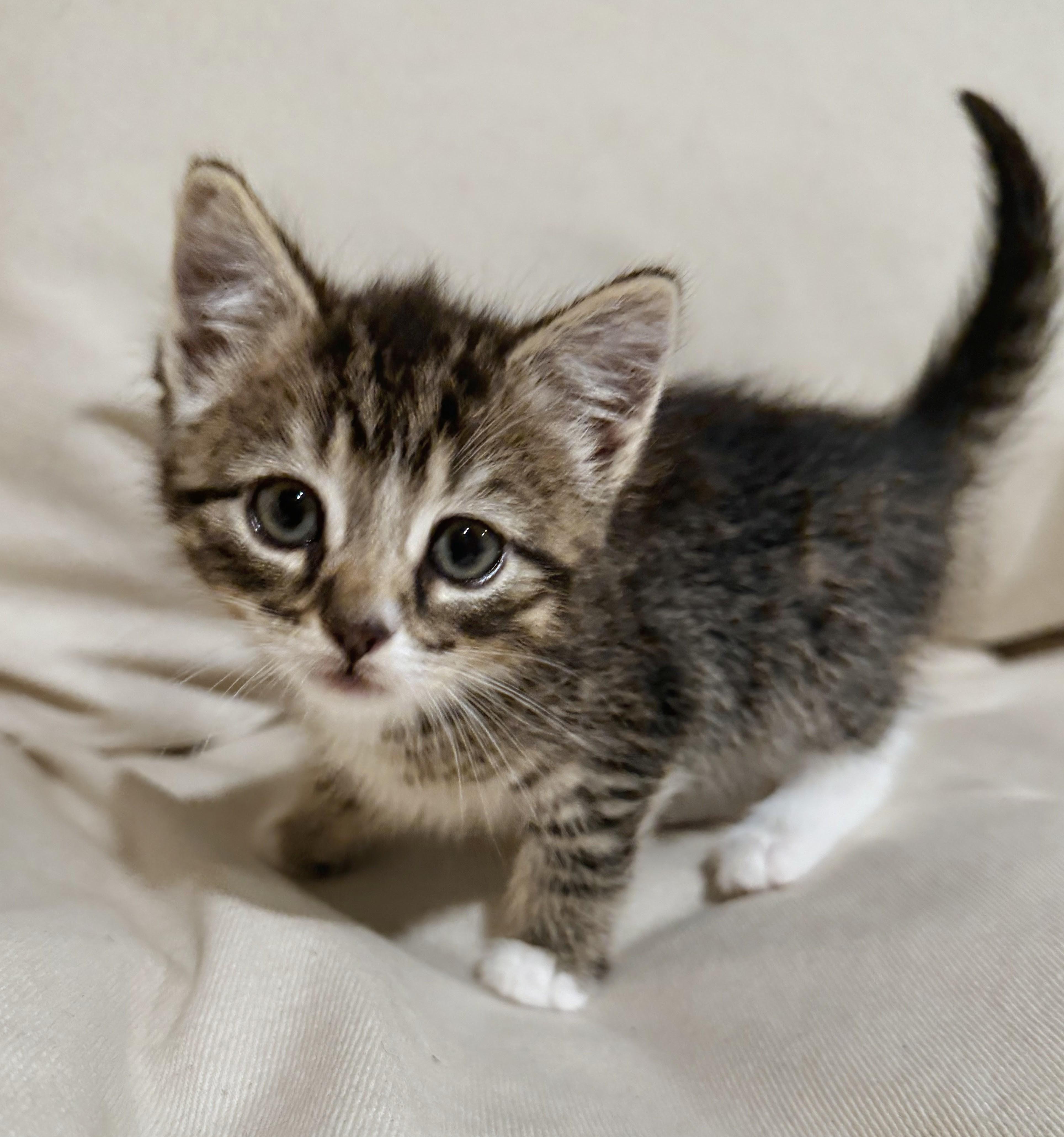 Mochi, ADOPTABLE, Kitten Female Domestic Short Hair.