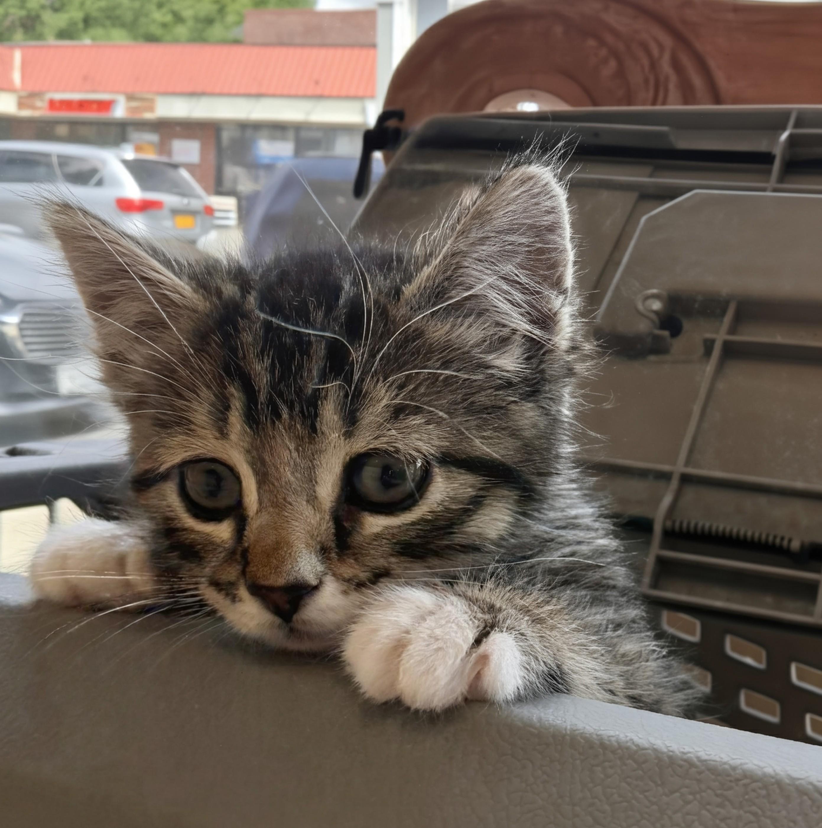Mochi, a ADOPTABLE Domestic Short Hair in Ridgewood, NY image 2/3