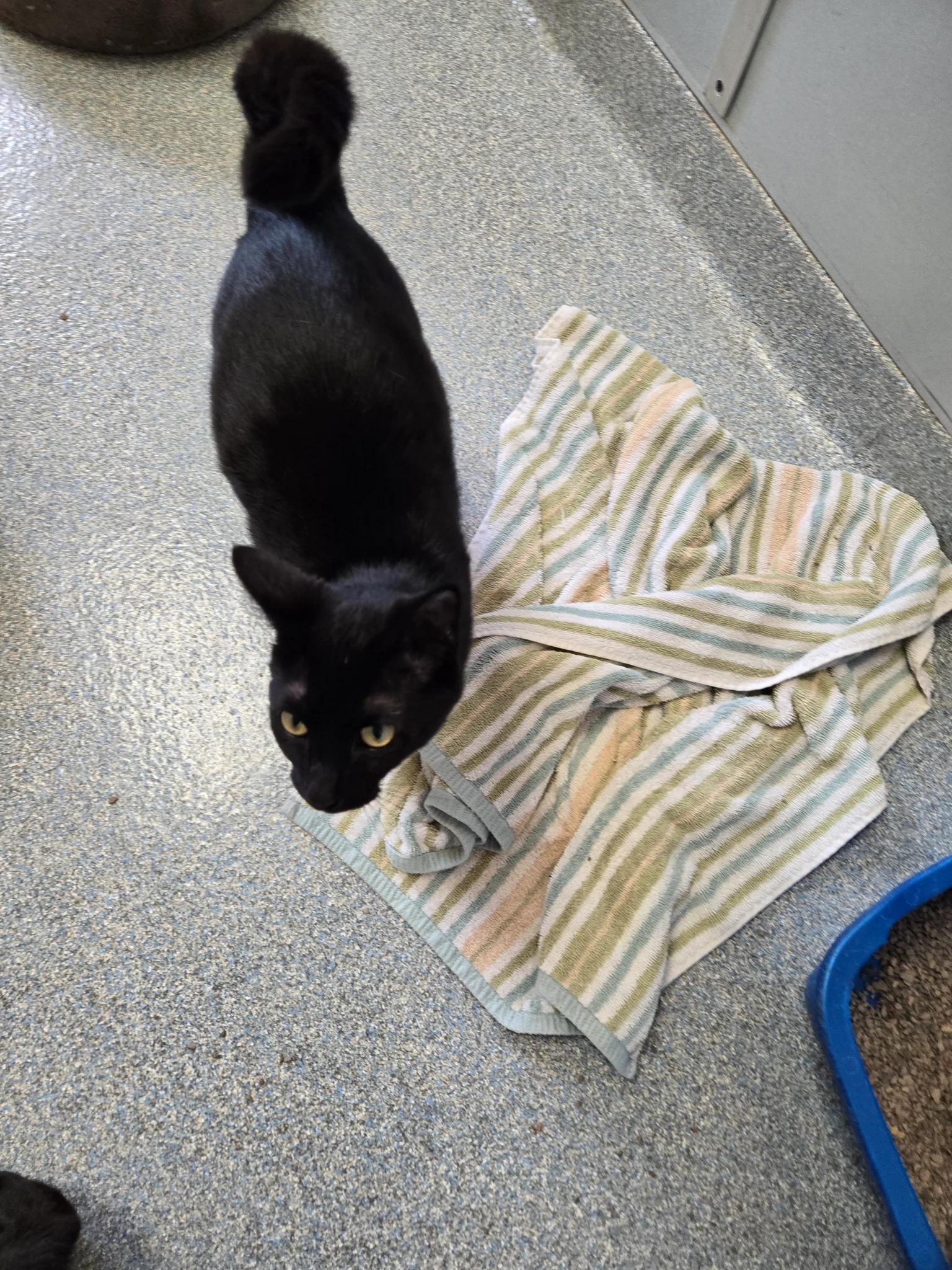 Lyla, Adoptable, Adult Female Domestic Short Hair.