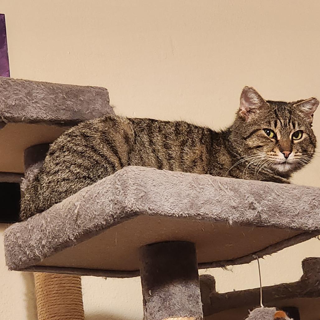 Biggety Bob 55546, Adoptable, Adult Male Domestic Short Hair.