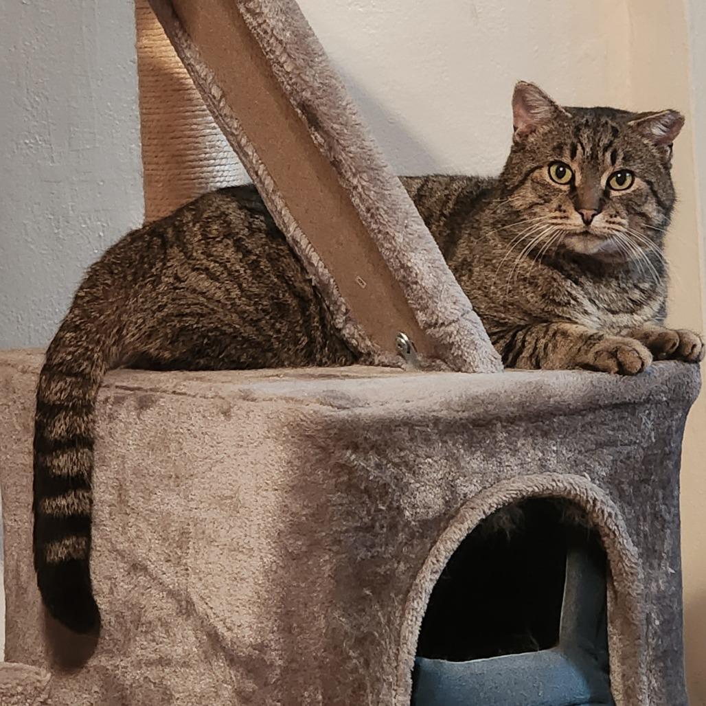 Enlarge Biggety Bob 55546, a Adoptable Domestic Short Hair in Eaton Rapids, MI image 2/6