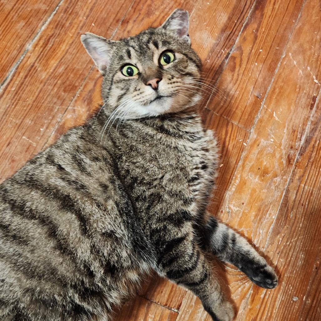 Enlarge Biggety Bob 55546, a Adoptable Domestic Short Hair in Eaton Rapids, MI image 3/6
