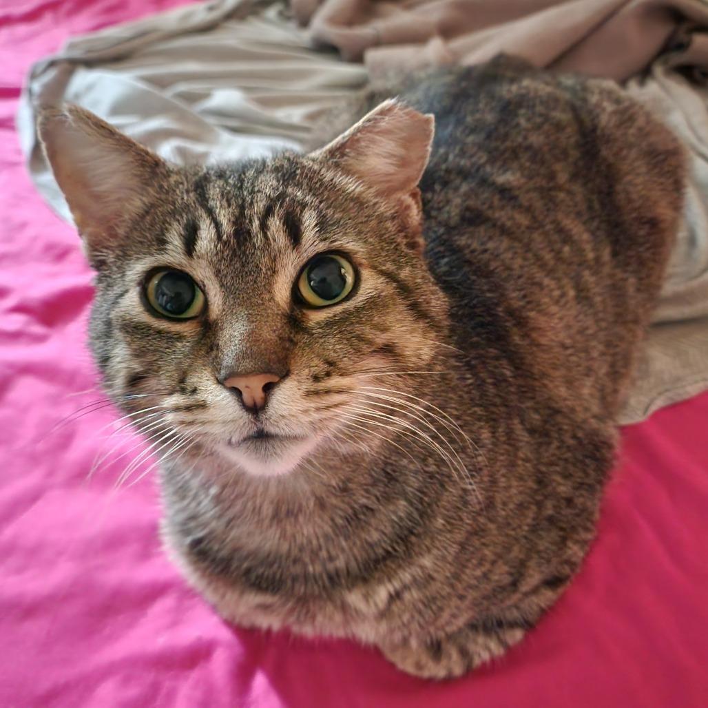 Enlarge Biggety Bob 55546, a Adoptable Domestic Short Hair in Eaton Rapids, MI image 4/6