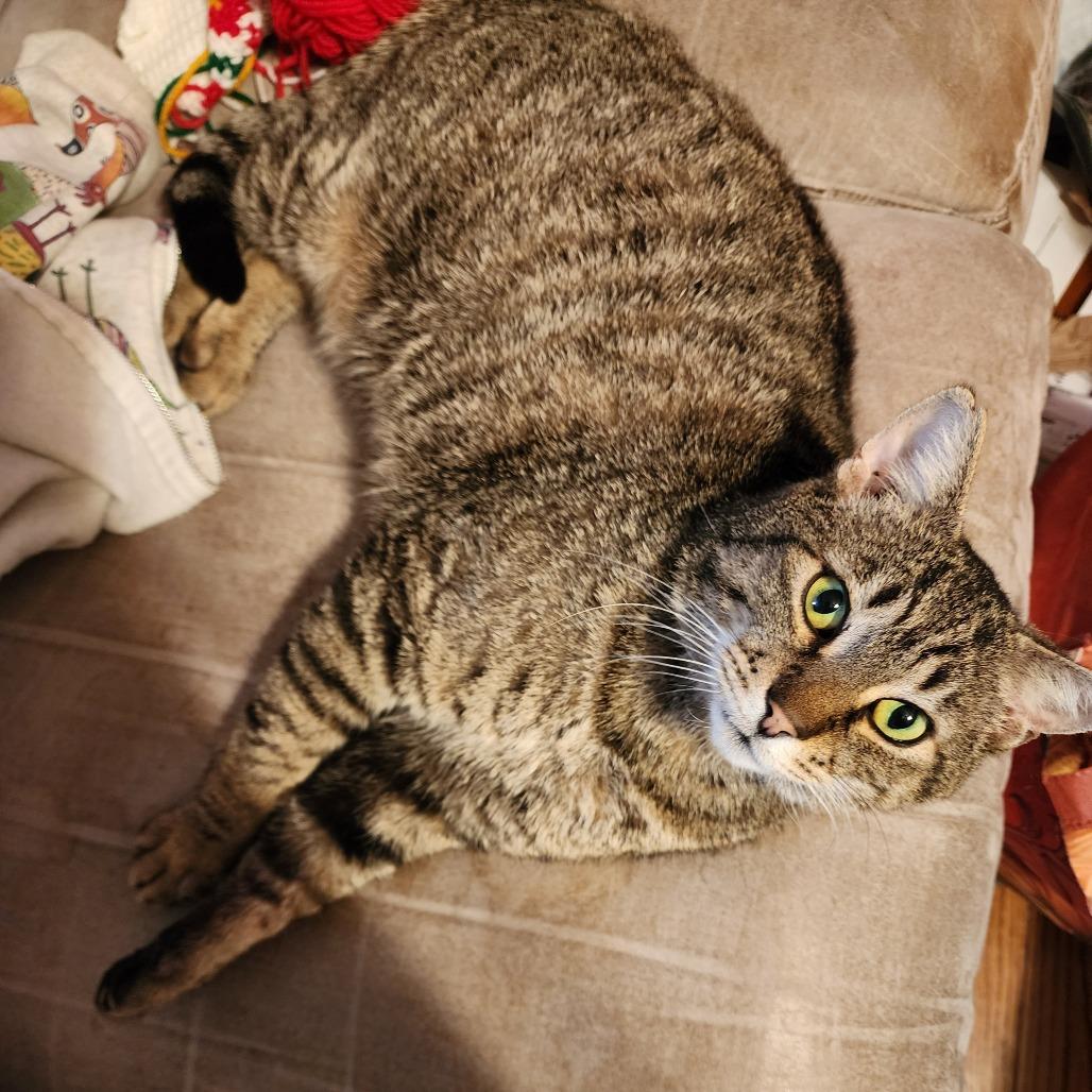 Enlarge Biggety Bob 55546, a Adoptable Domestic Short Hair in Eaton Rapids, MI image 5/6
