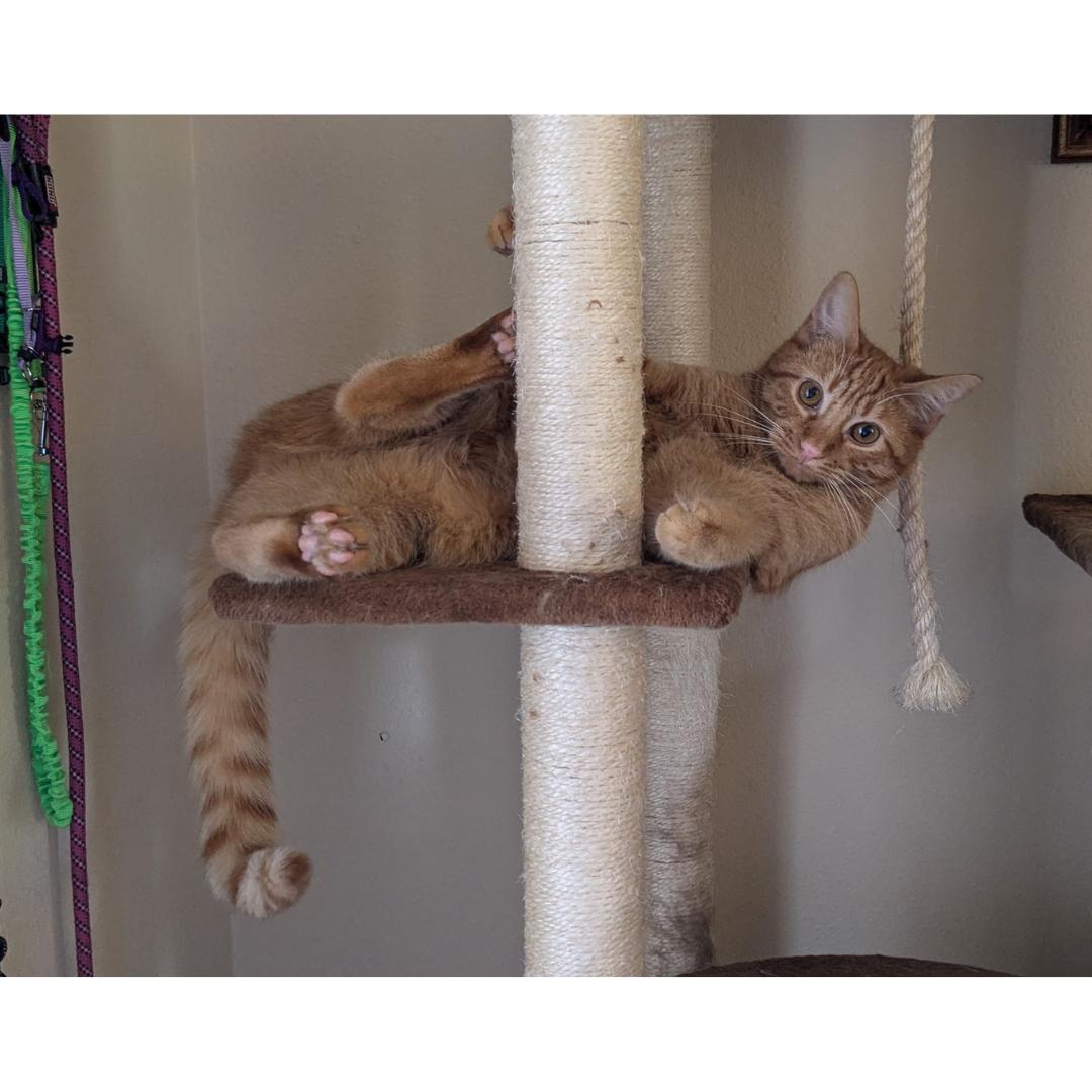 Liam, Adoptable, Young Male Tabby & Domestic Short Hair.