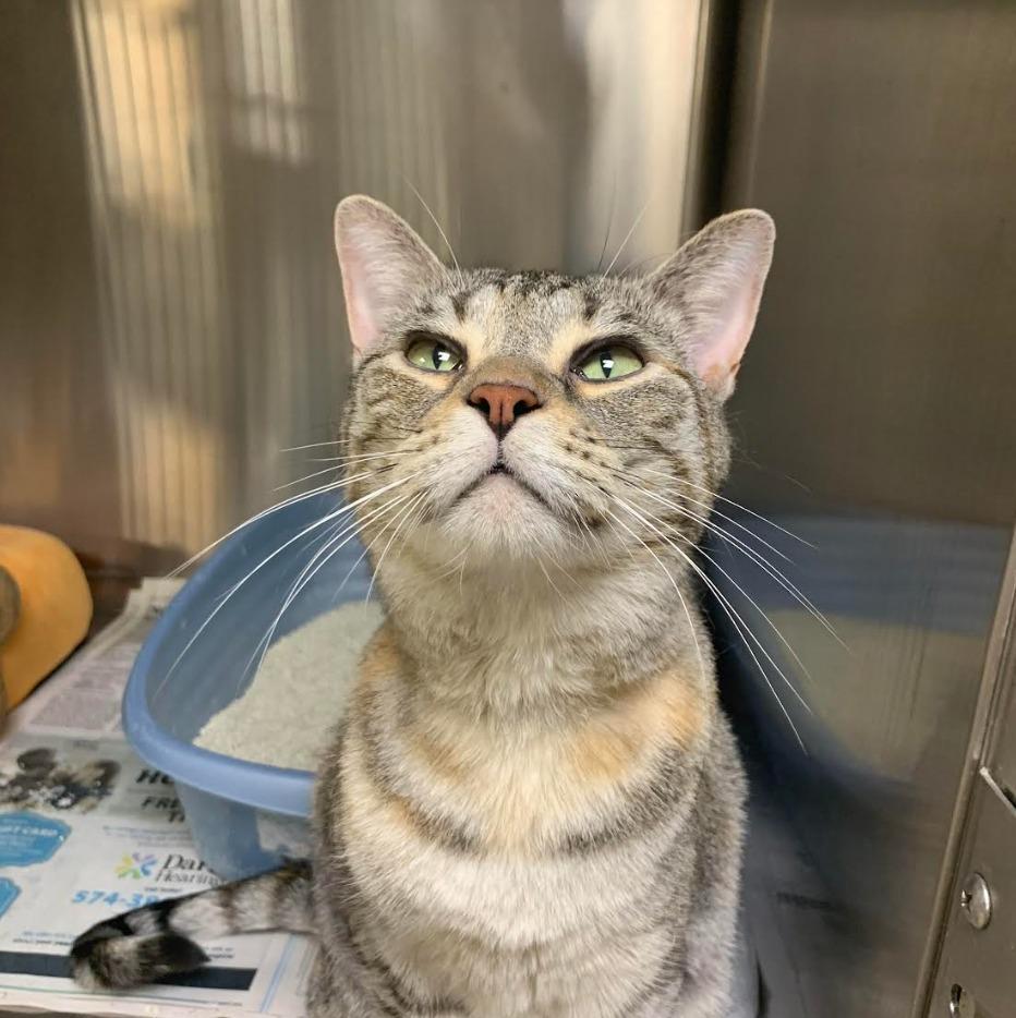 Starlight — thumbnail 2