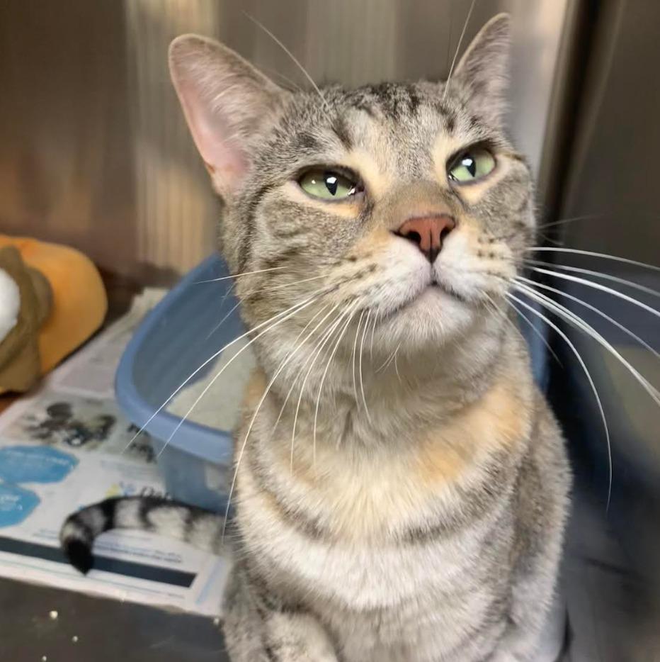 Starlight — thumbnail 4