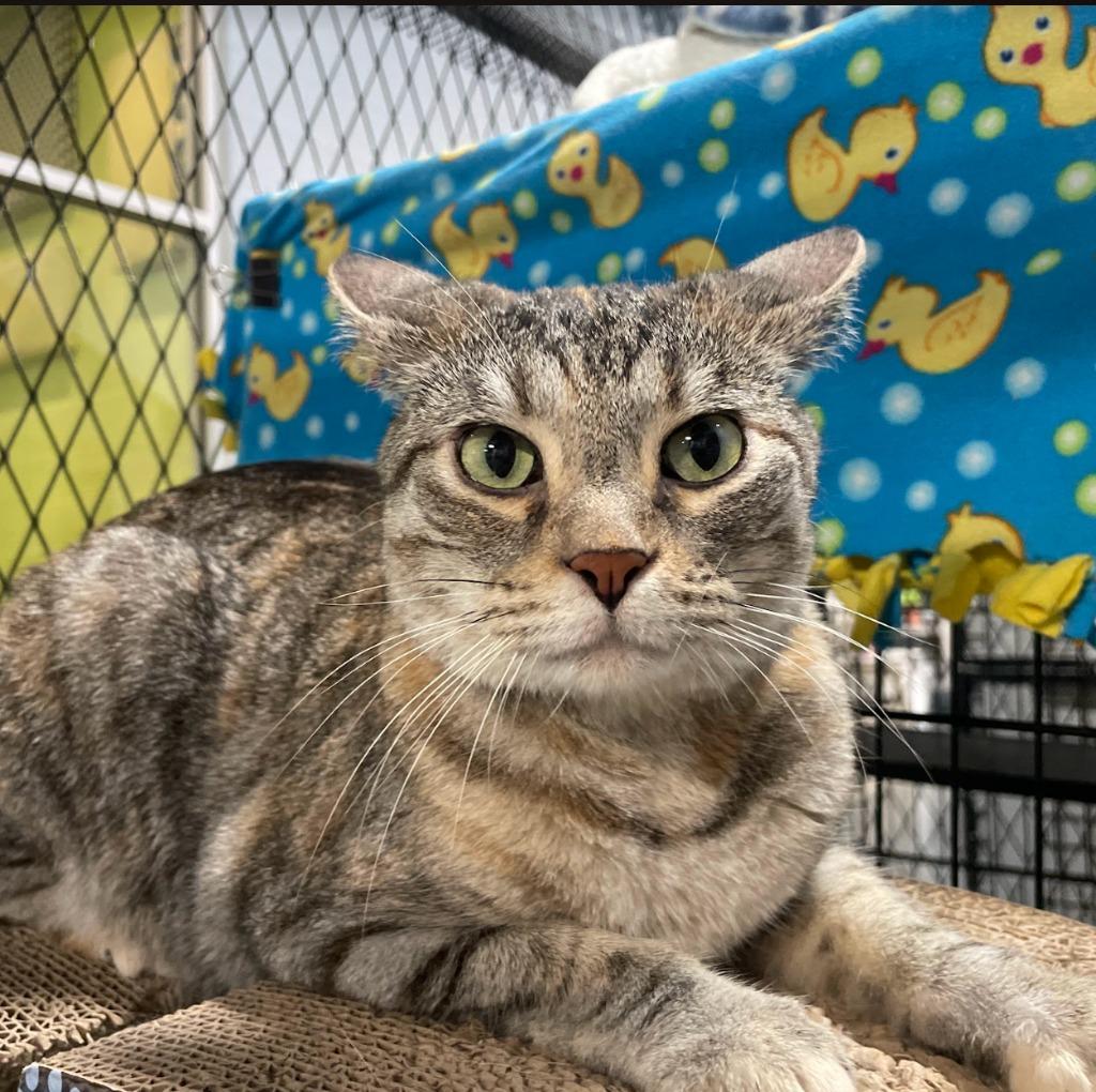 Starlight — thumbnail 6