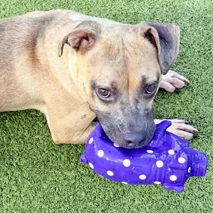 Harper, Adoptable, Adult Female Mixed Breed & Mixed Breed.