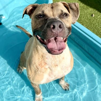 Harper, a Adoptable mixed breed in Largo, FL image 3/3