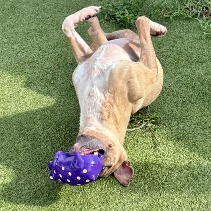 Harper, a Adoptable mixed breed in Largo, FL image 3/3