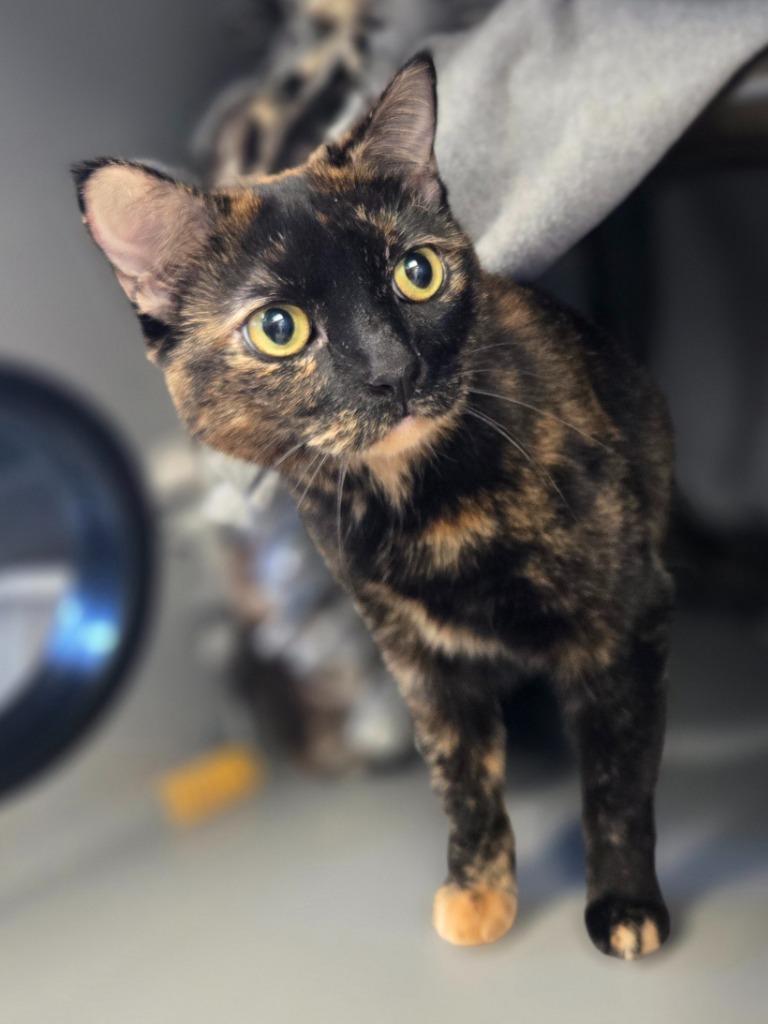 Enlarge Kiwi, a Adoptable mixed breed in Viroqua, WI image 1/1