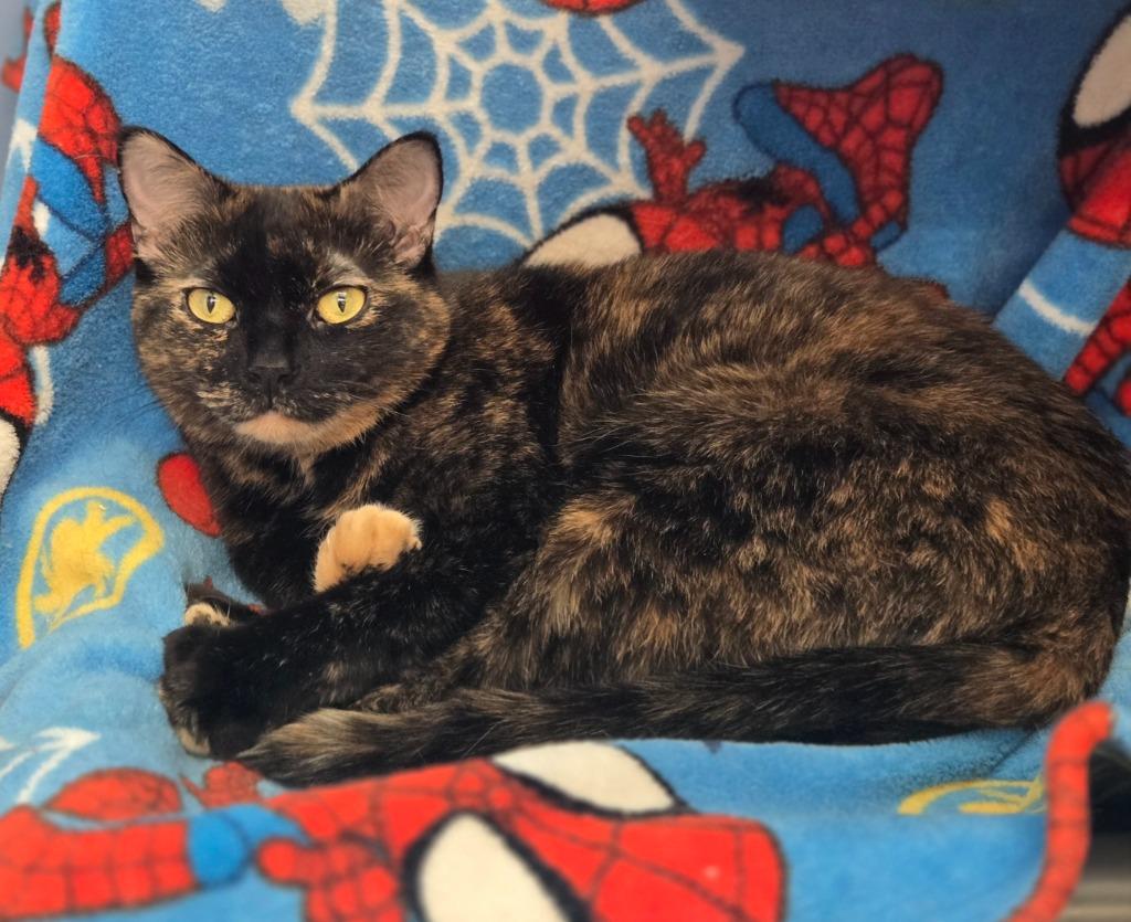 Enlarge Kiwi, a Adoptable mixed breed in Viroqua, WI image 2/3