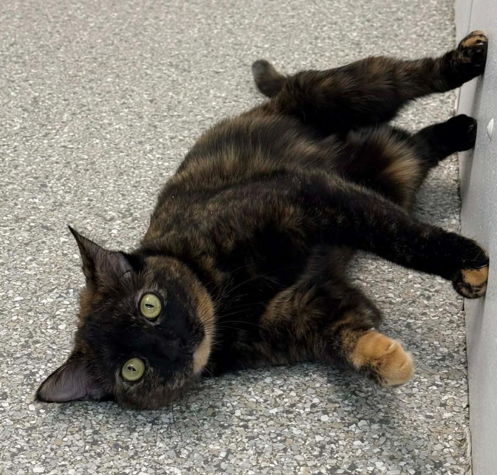 Enlarge Kiwi, a Adoptable mixed breed in Viroqua, WI image 3/3