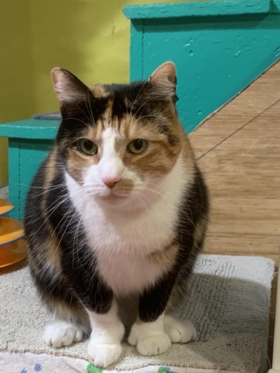 Fallon, Adoptable, Adult Female Domestic Short Hair.