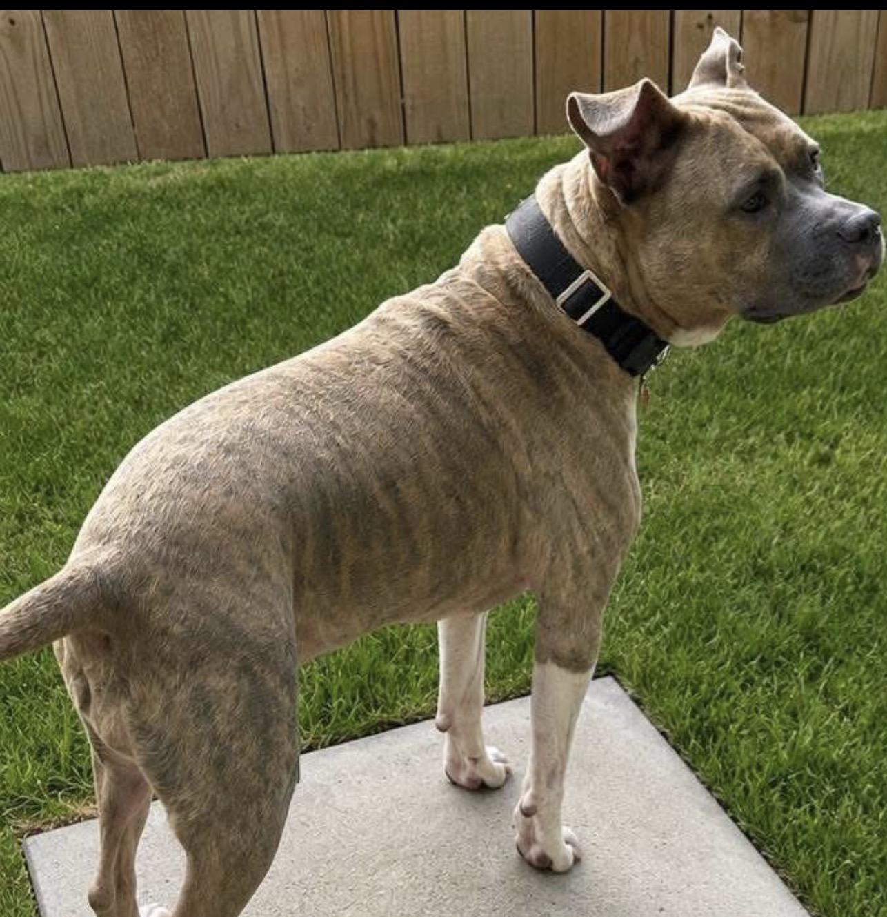 Enlarge Emerald, a ADOPTABLE mixed breed in Lake Worth, FL image 5/6