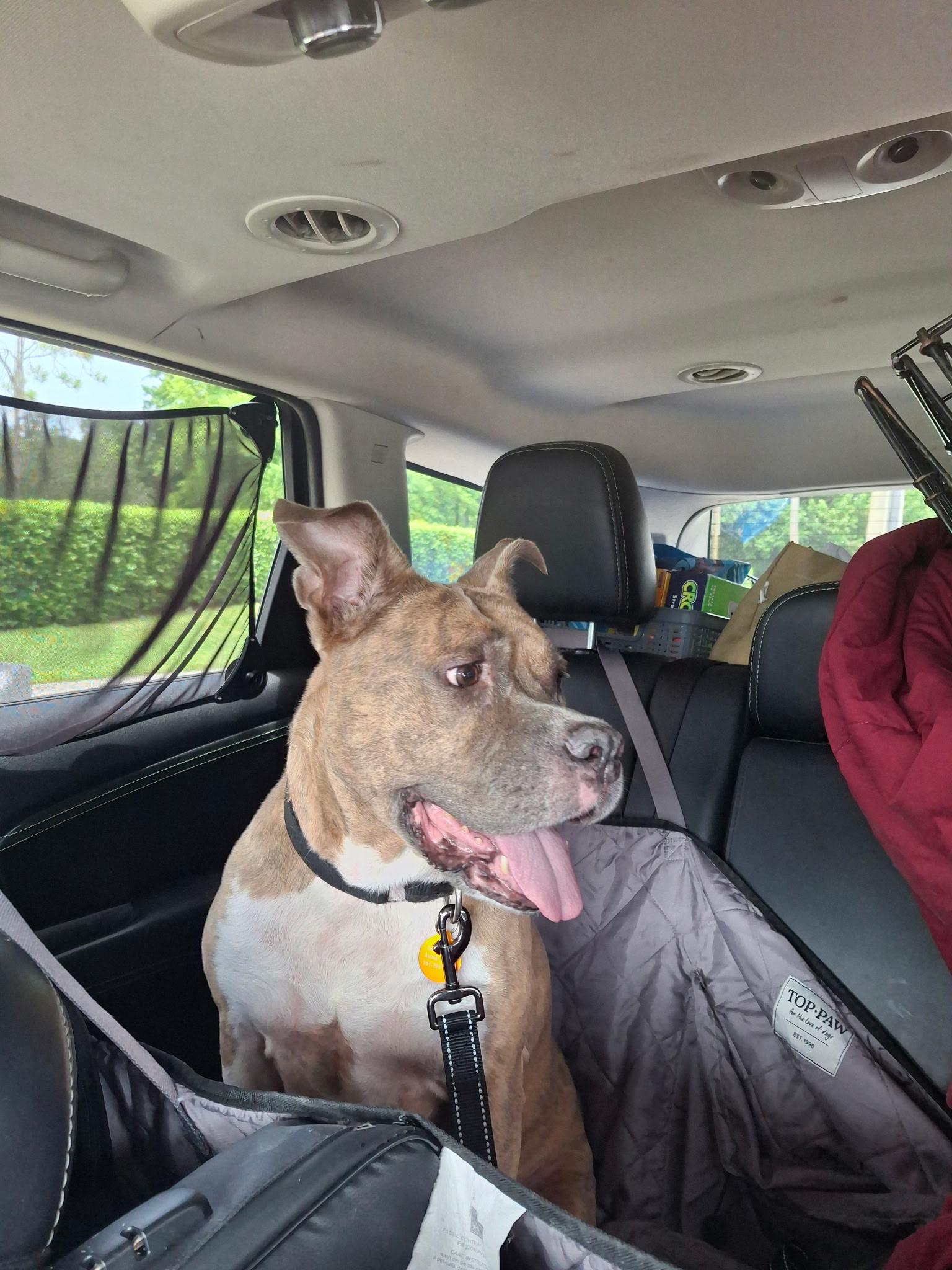 Emerald, a ADOPTABLE mixed breed in Lake Worth, FL image 6/6
