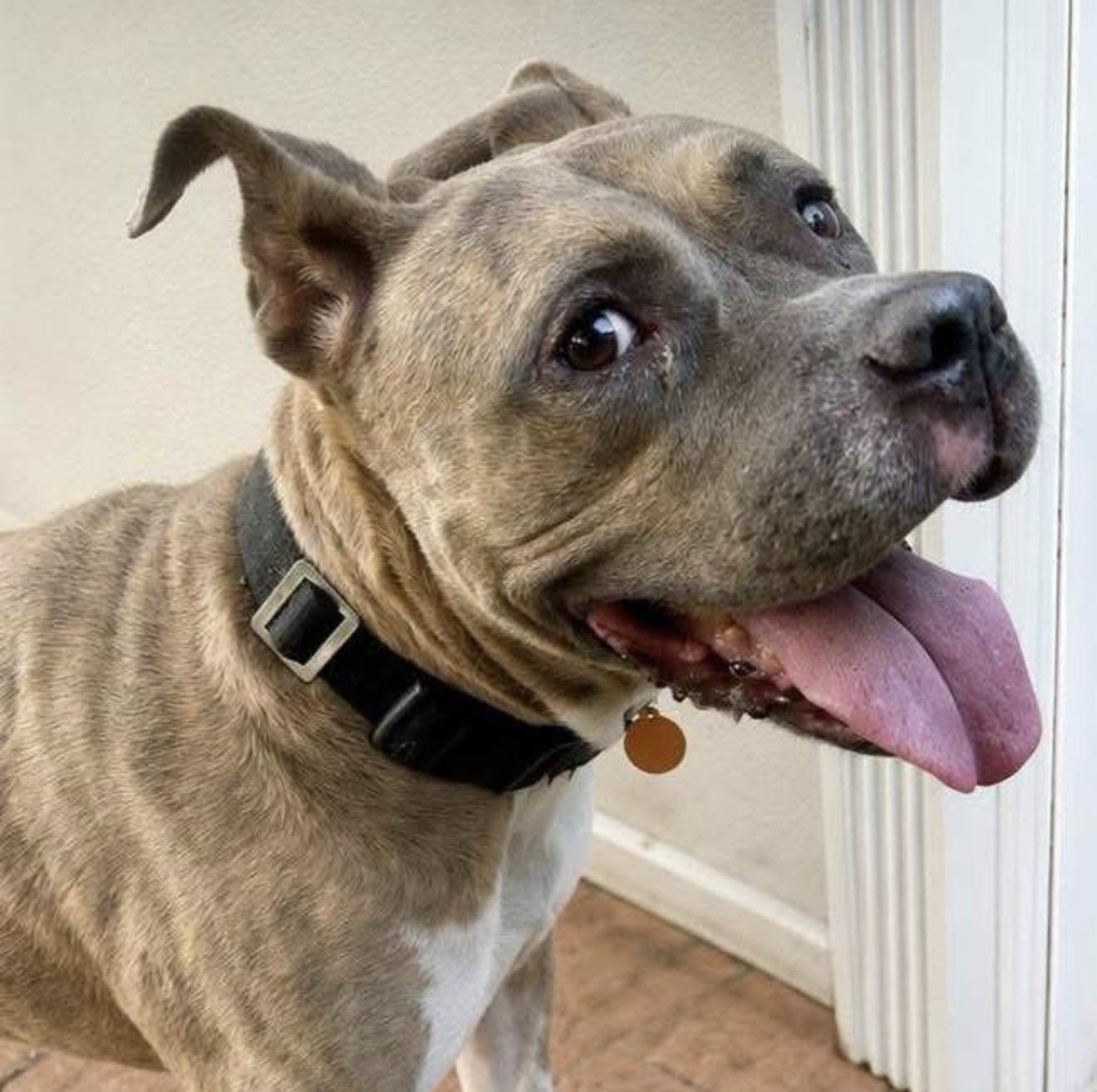 Enlarge Emerald, a ADOPTABLE mixed breed in Lake Worth, FL image 6/6