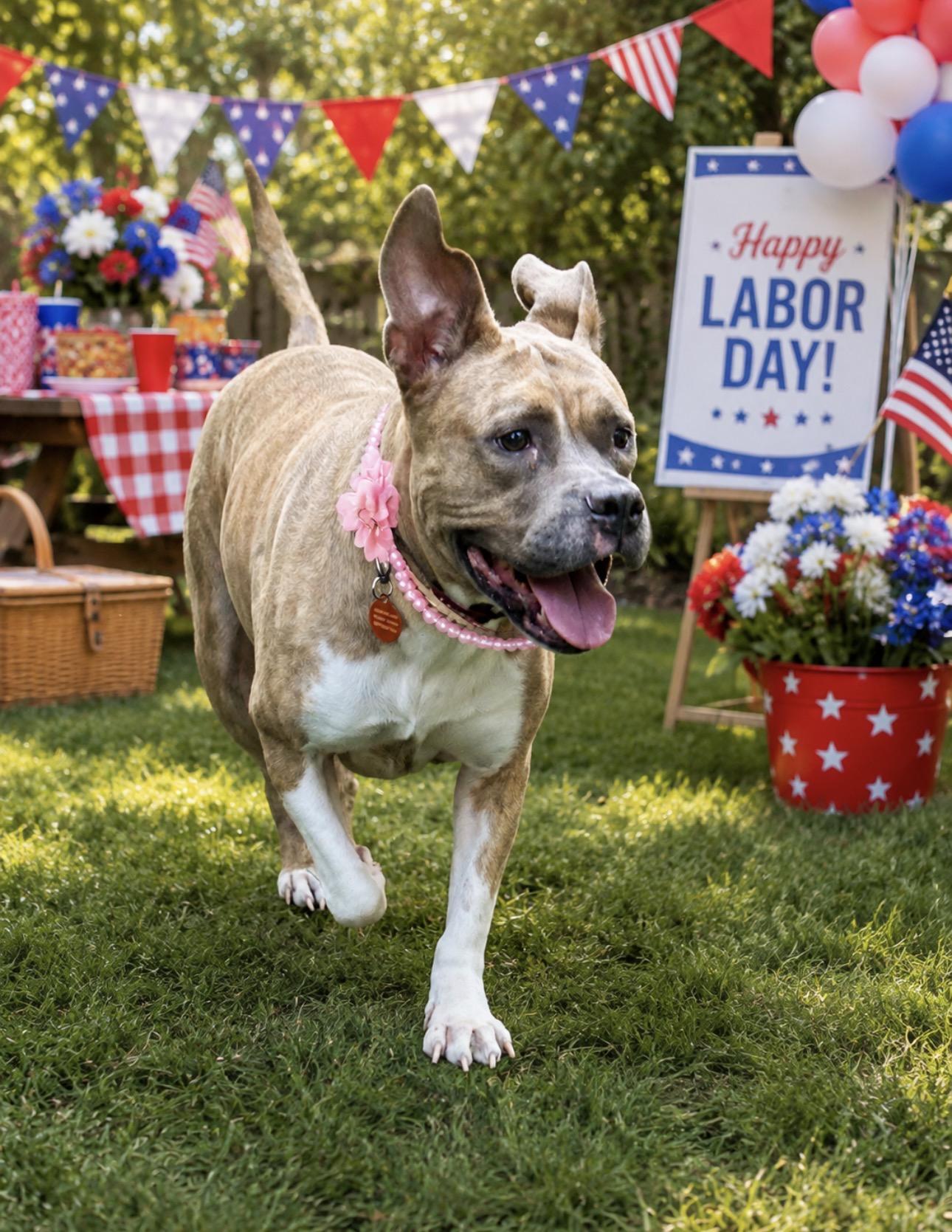 Emerald, a ADOPTABLE mixed breed in Lake Worth, FL image 3/6