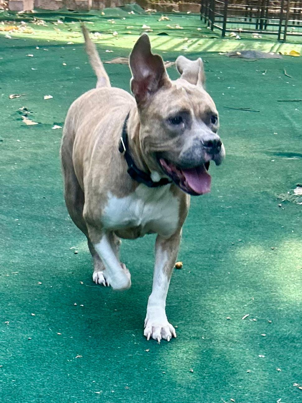 Emerald, a ADOPTABLE mixed breed in Lake Worth, FL image 4/6