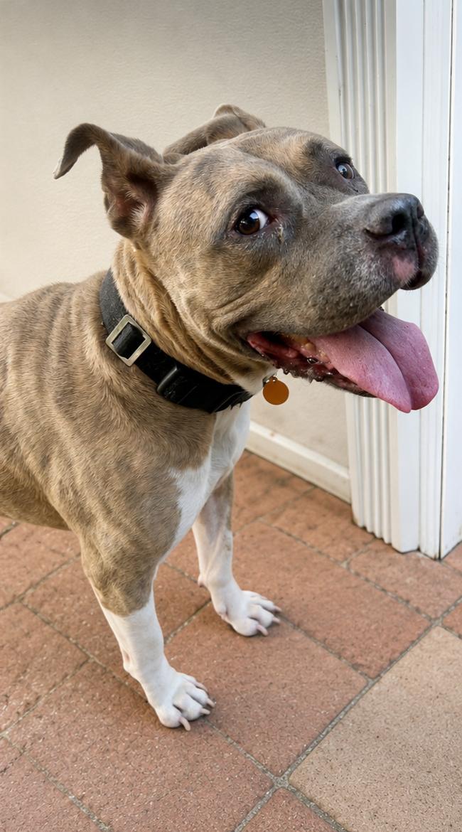 Emerald, a ADOPTABLE mixed breed in Lake Worth, FL image 5/6