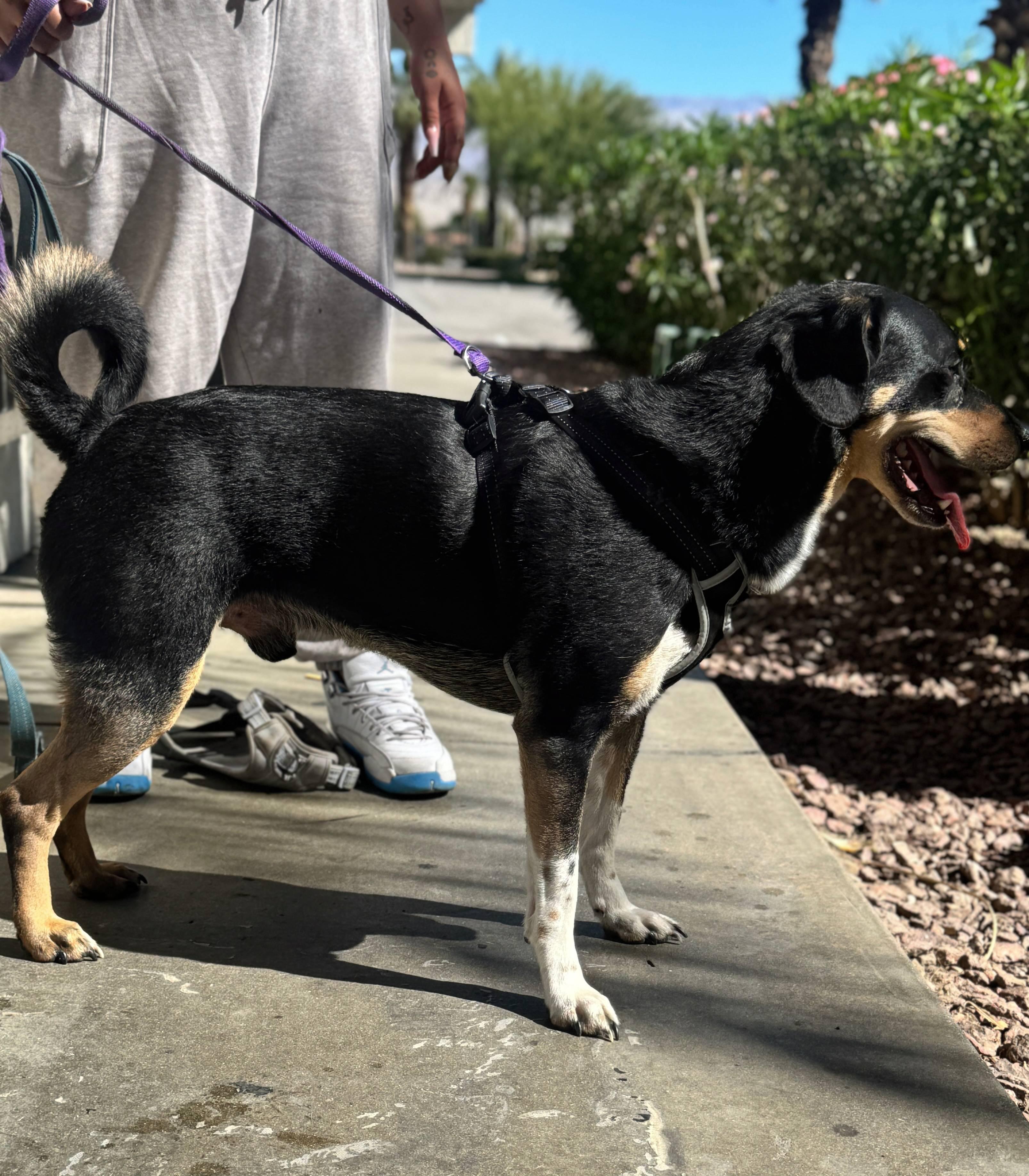 Enlarge Huncho, a Adoptable Entlebucher in Coachella, CA image 2/4