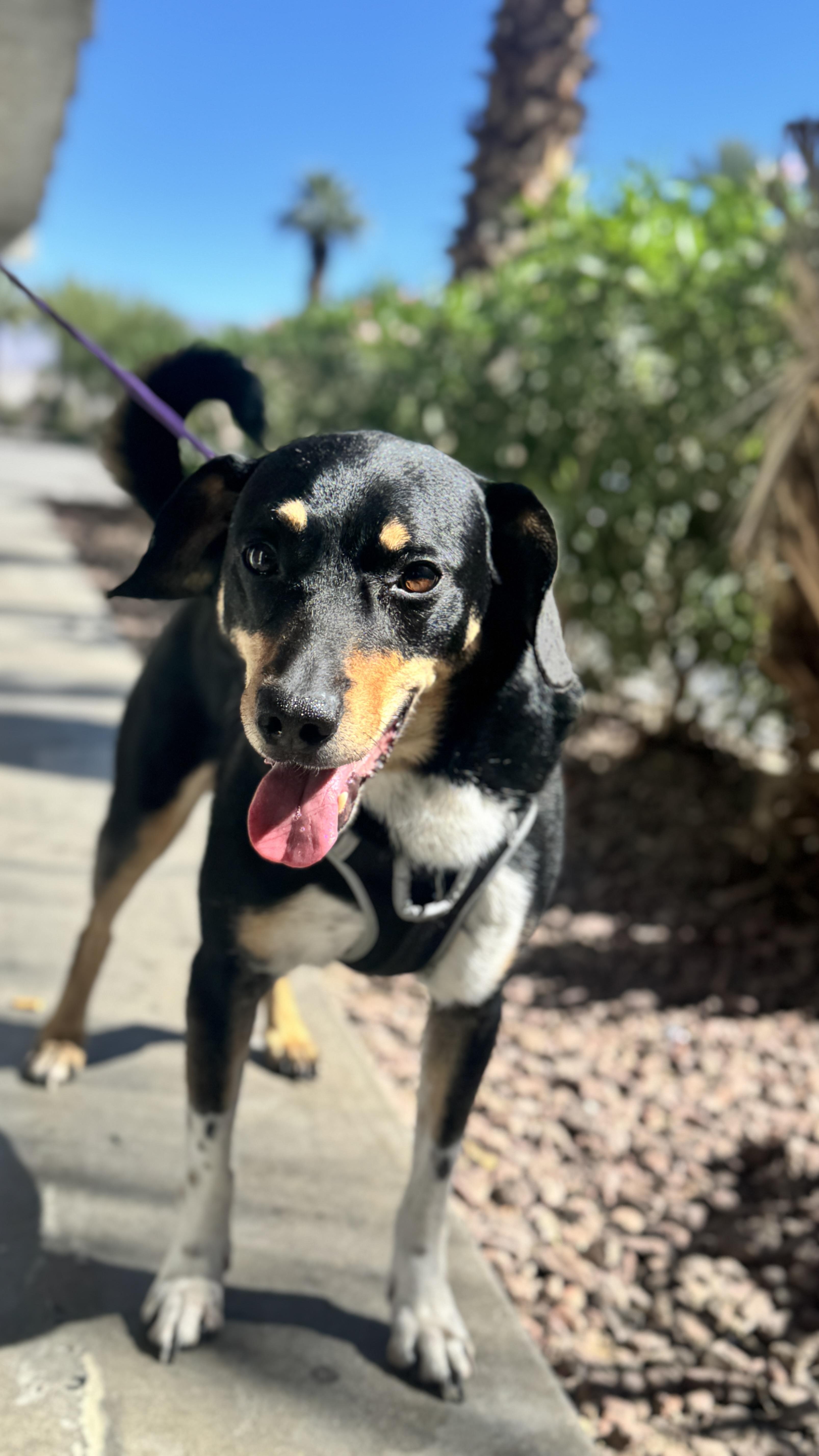 Huncho, Adoptable, Adult Male Entlebucher.