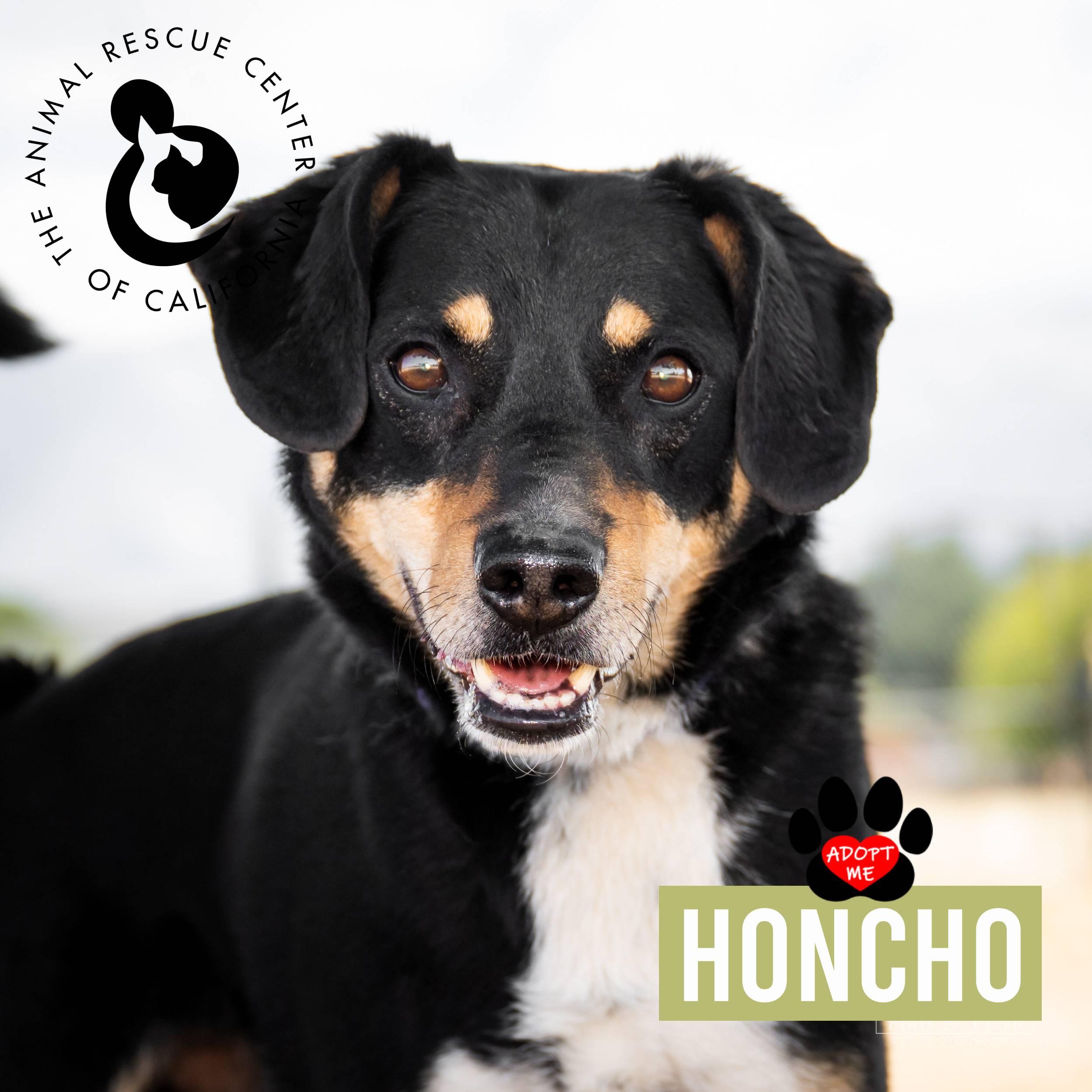 Honcho, a Adoptable mixed breed in Coachella, CA image 1/4