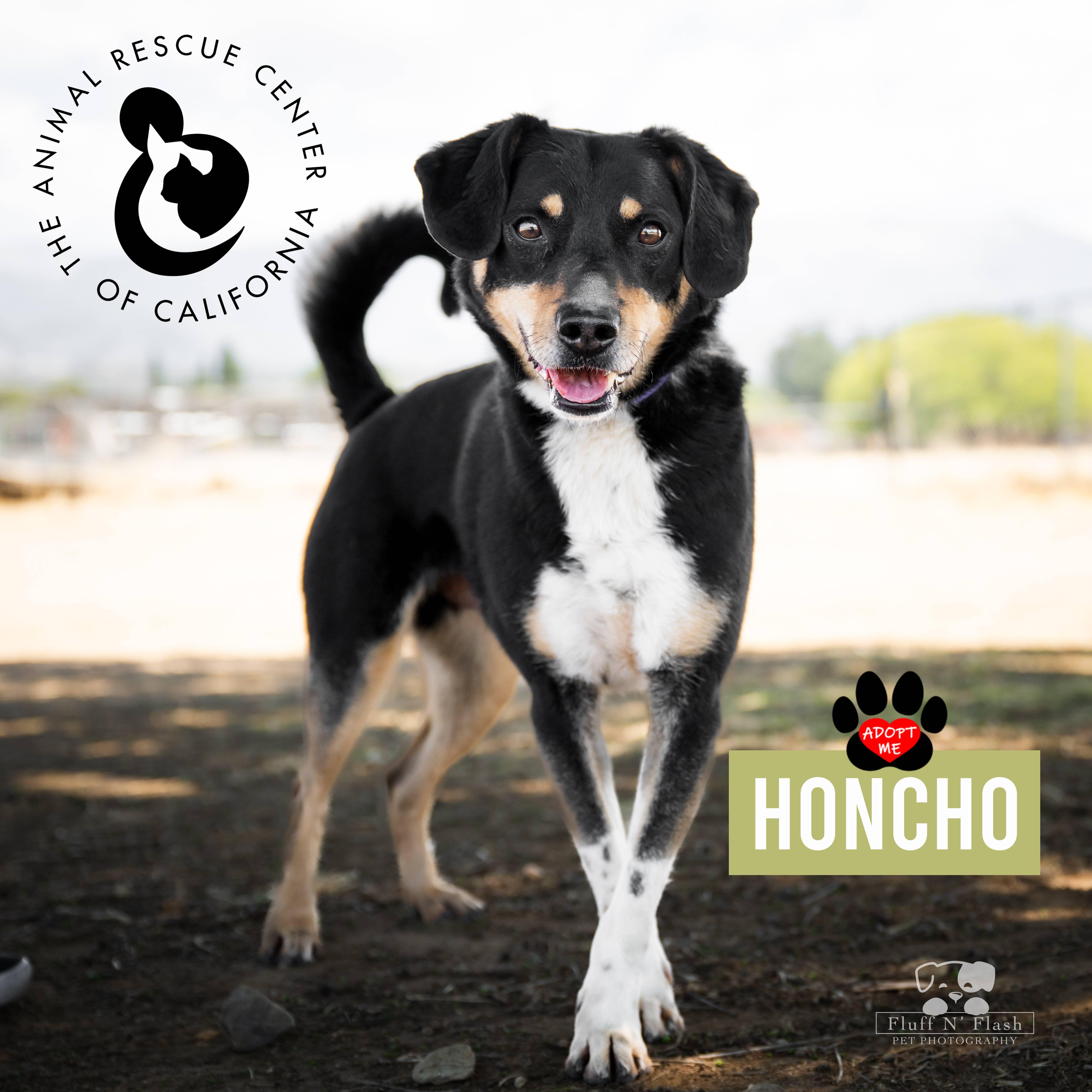 Honcho, a Adoptable mixed breed in Coachella, CA image 3/4