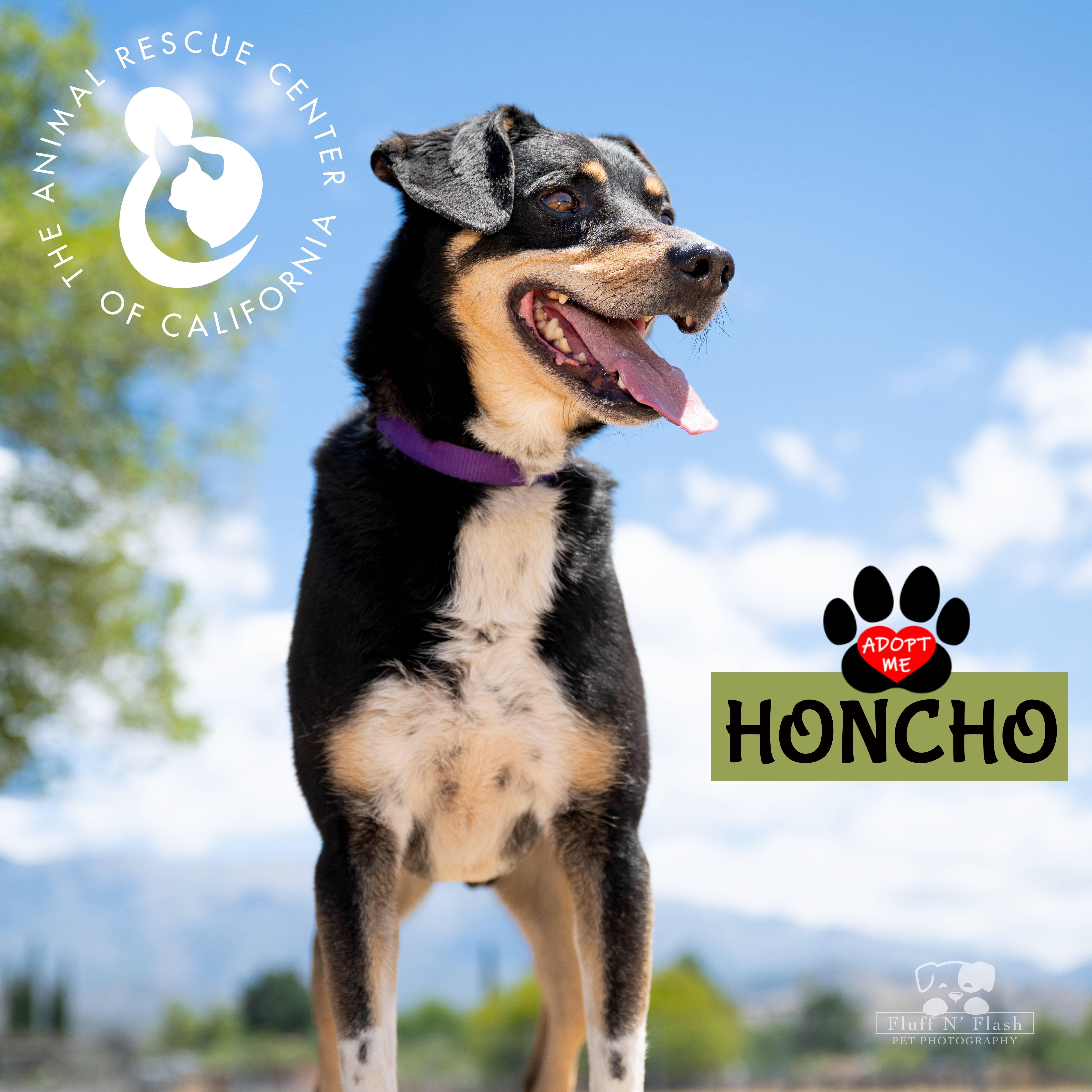 Honcho, a Adoptable mixed breed in Coachella, CA image 2/4