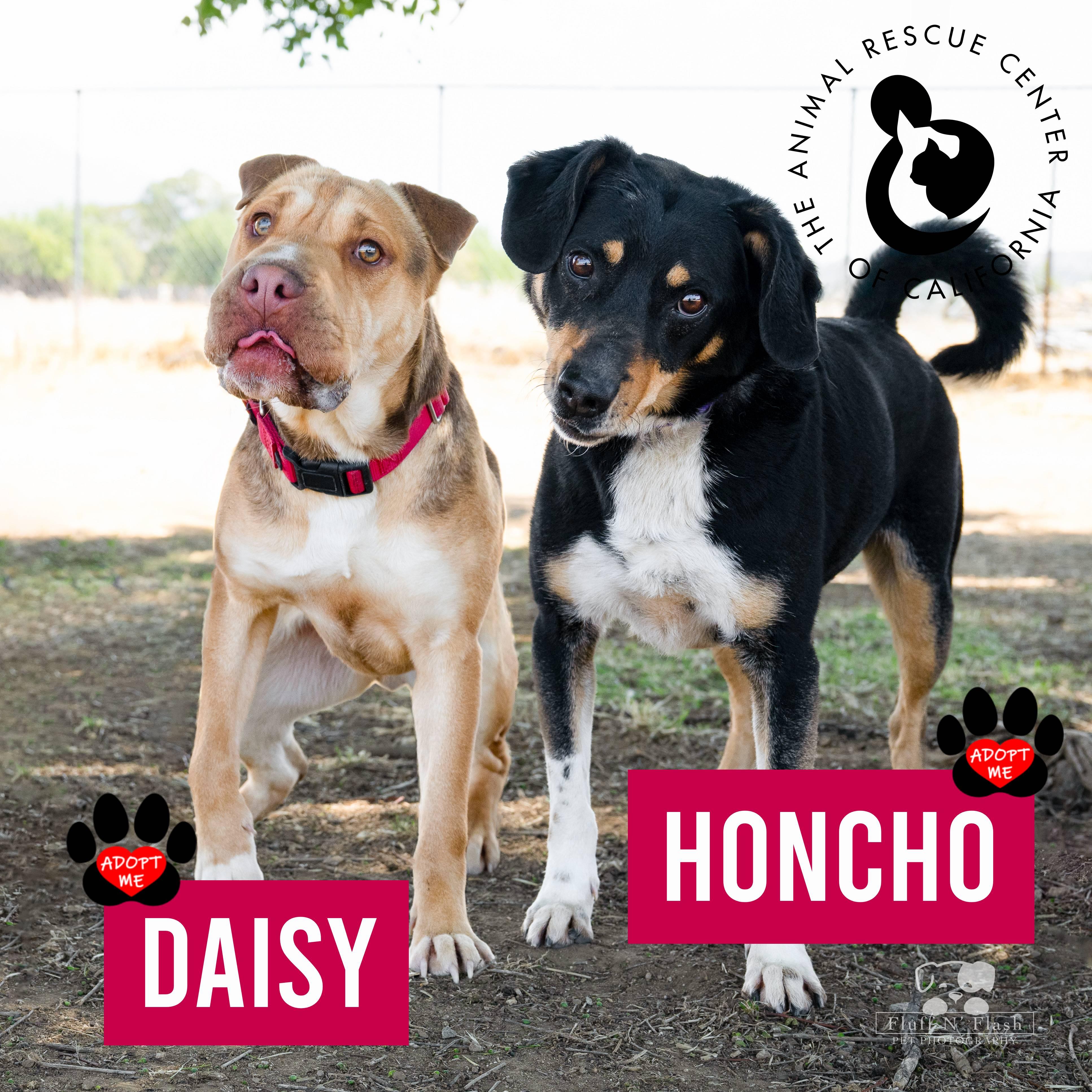 Honcho, a Adoptable mixed breed in Coachella, CA image 4/4
