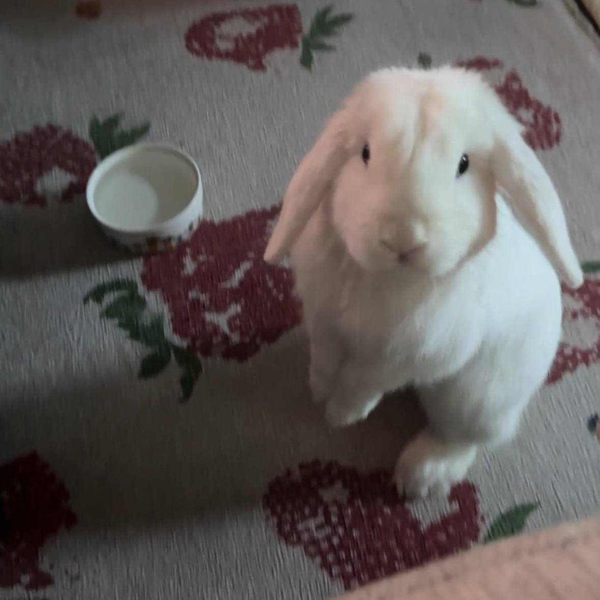 Enlarge Sgt. Reginald Fluffernutter, a ADOPTABLE Holland Lop in Ferndale, WA image 3/6
