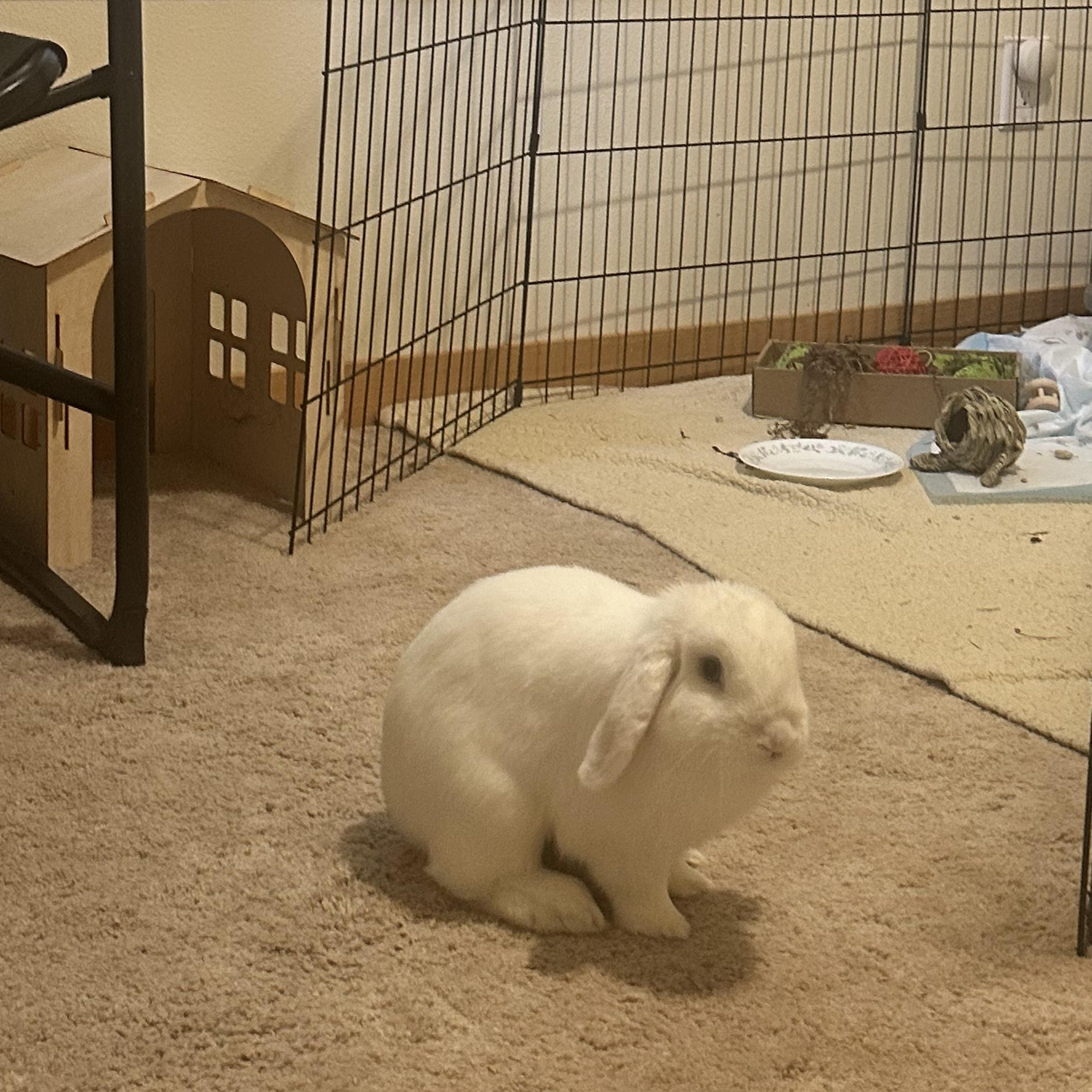 Enlarge Sgt. Reginald Fluffernutter, a ADOPTABLE Holland Lop in Ferndale, WA image 5/6