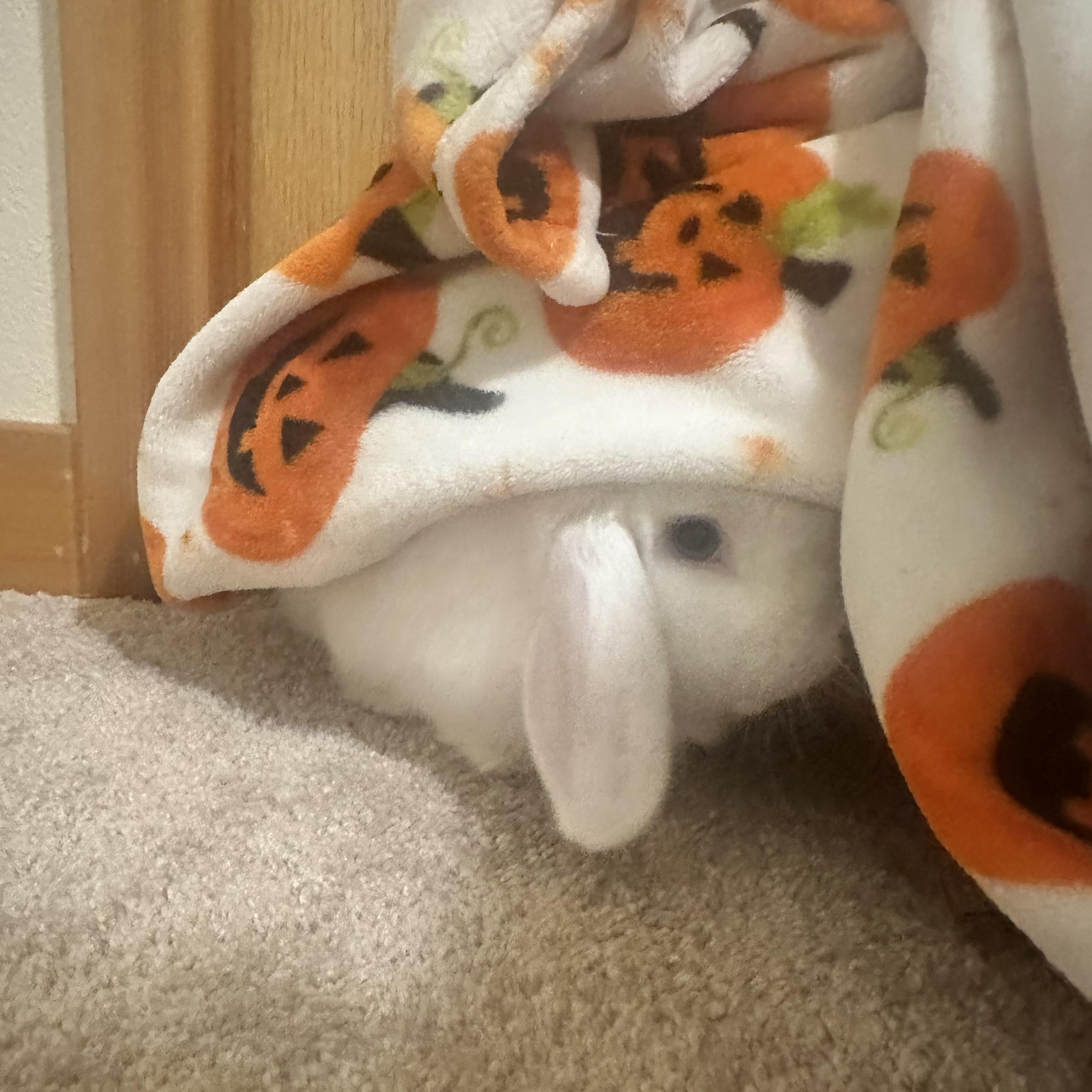 Enlarge Sgt. Reginald Fluffernutter, a ADOPTABLE Holland Lop in Ferndale, WA image 6/6