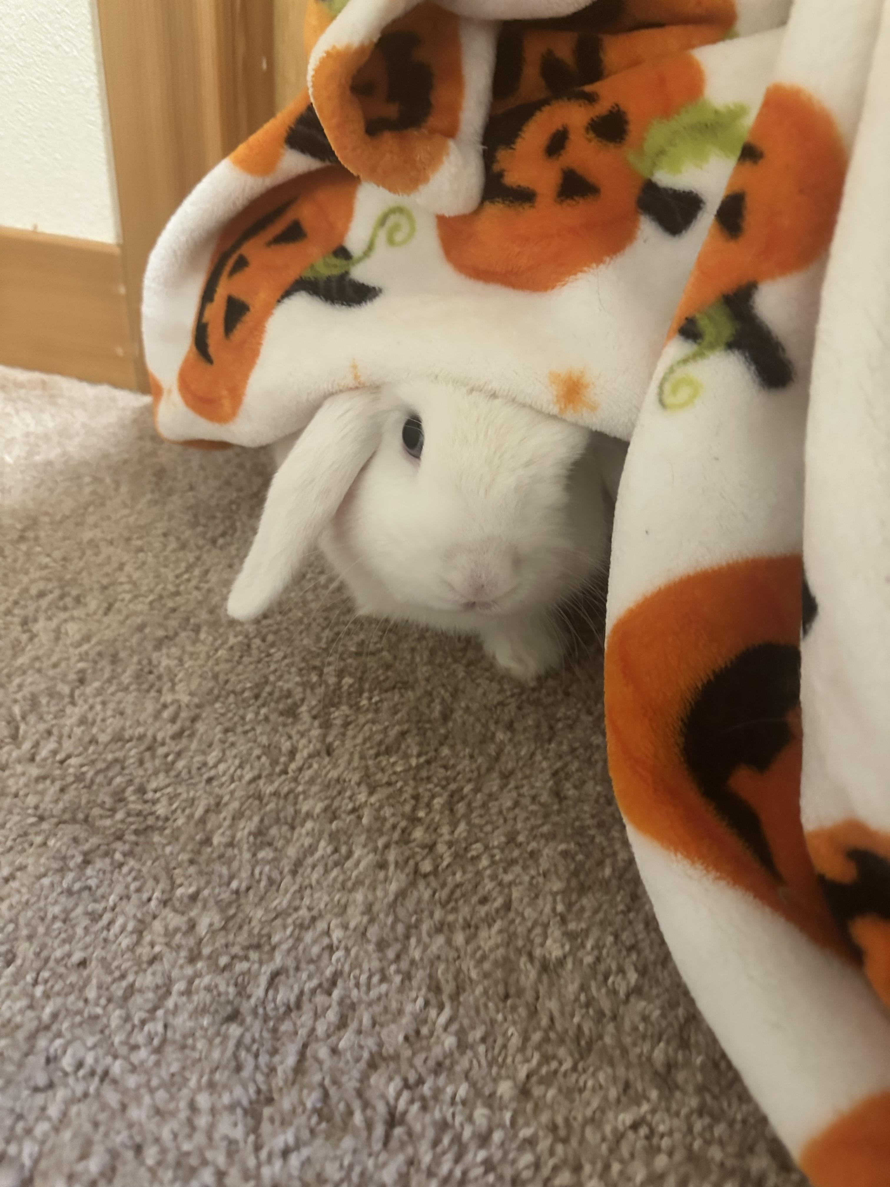 Sgt. Reginald Fluffernutter, ADOPTABLE, Young Male Holland Lop.
