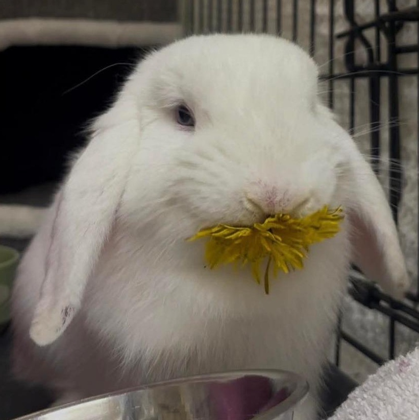 Enlarge Sgt. Reginald Fluffernutter, a ADOPTABLE Holland Lop in Ferndale, WA image 4/6