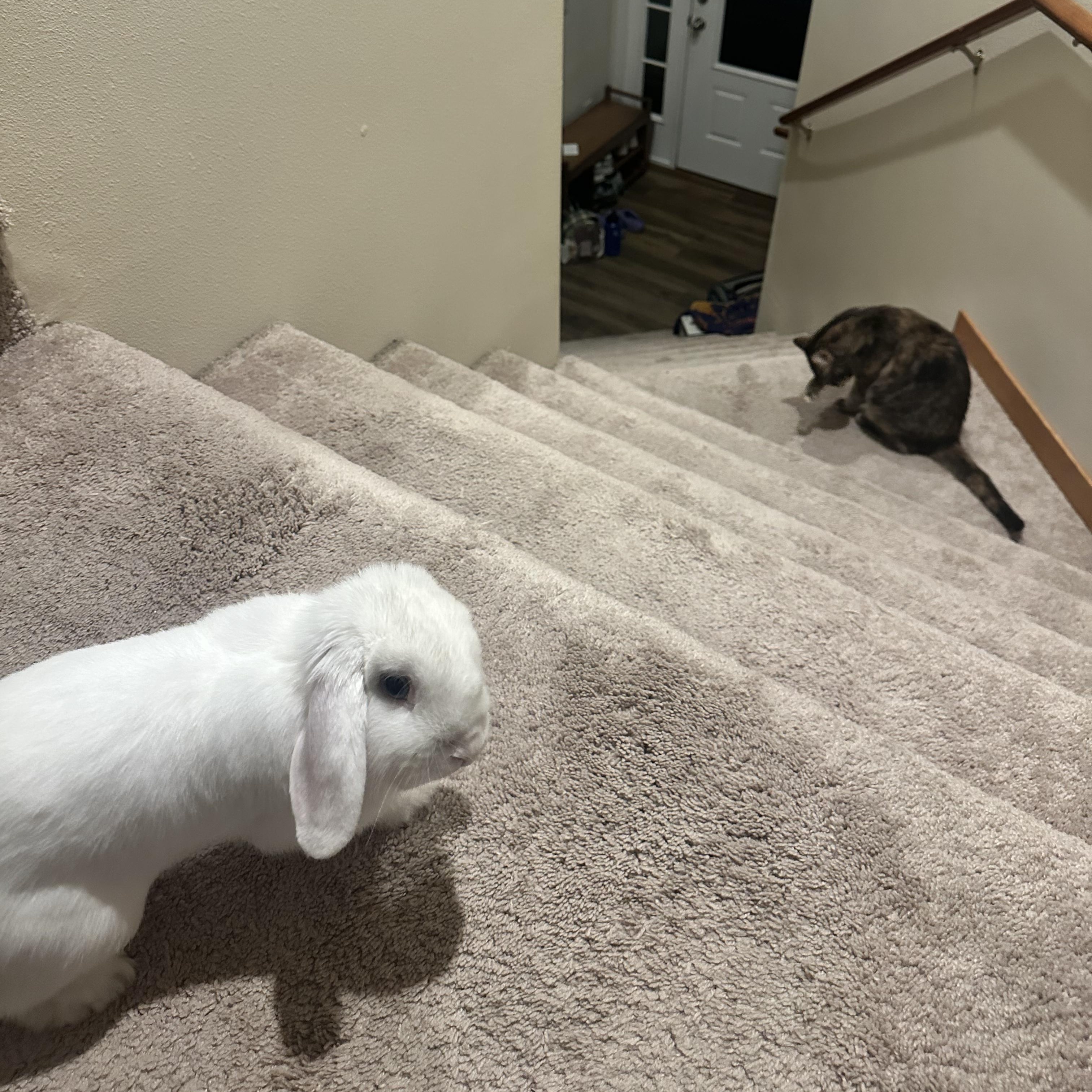 Enlarge Sgt. Reginald Fluffernutter, a ADOPTABLE Holland Lop in Ferndale, WA image 2/6