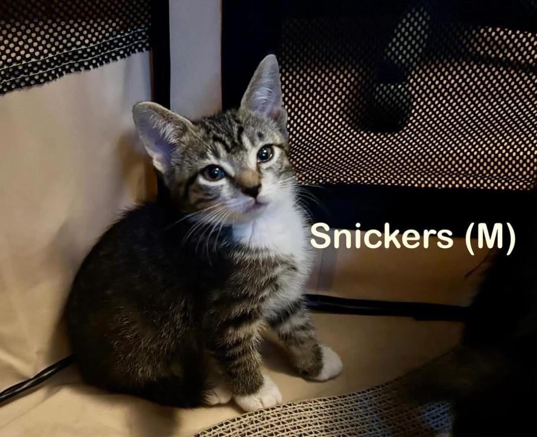 Snickers, Adoptable, Kitten Male Tabby.