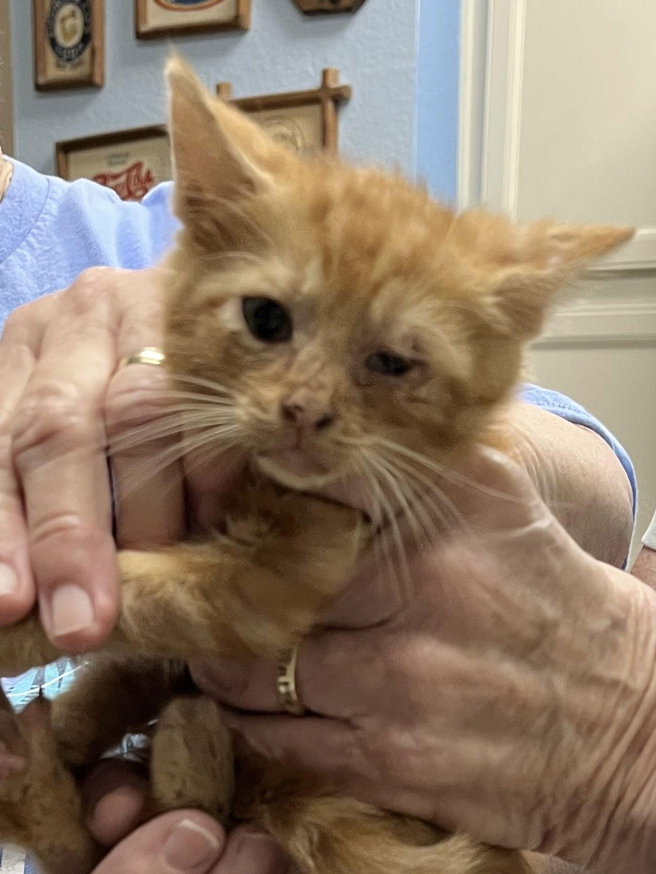 Tawny, Adopted, Kitten Male Domestic Short Hair.