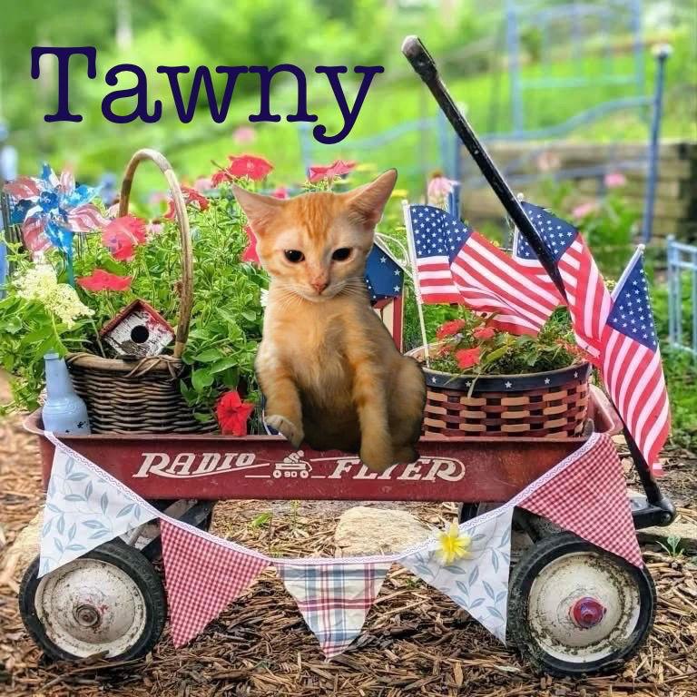 Enlarge Tawny, a Adopted Domestic Short Hair in Fort Worth, TX image 2/3