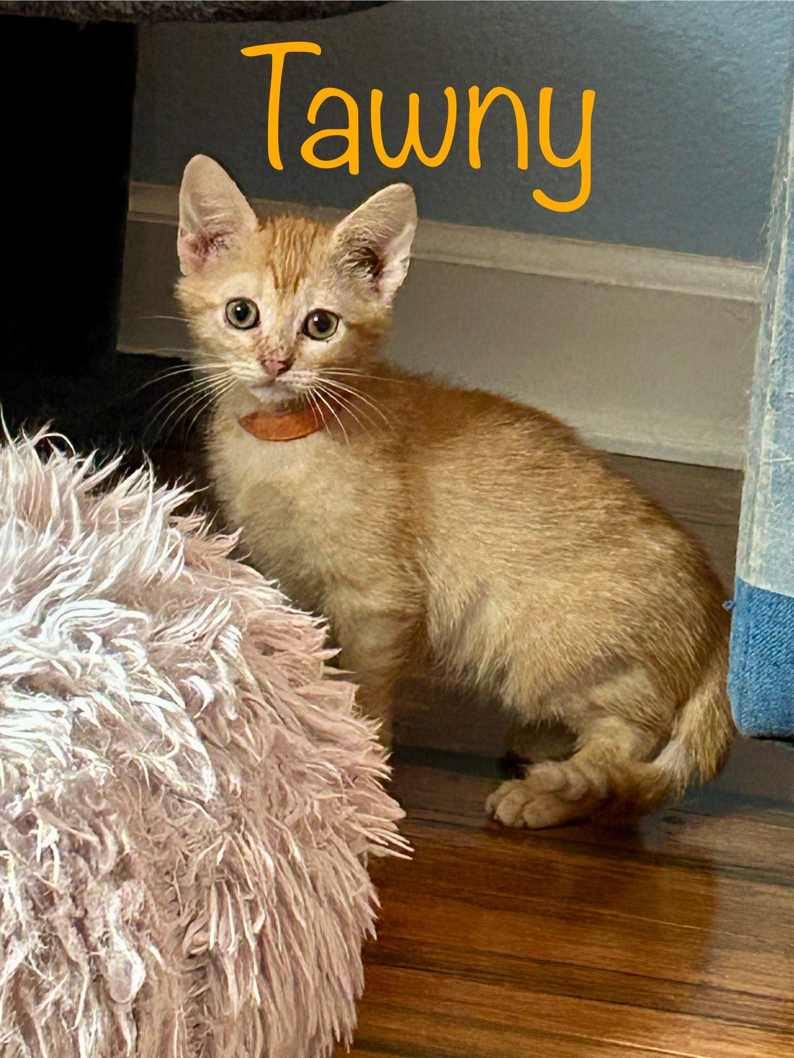 Enlarge Tawny, a Adopted Domestic Short Hair in Fort Worth, TX image 3/3