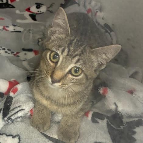 Bebe, Adoptable, Young Male Domestic Short Hair.