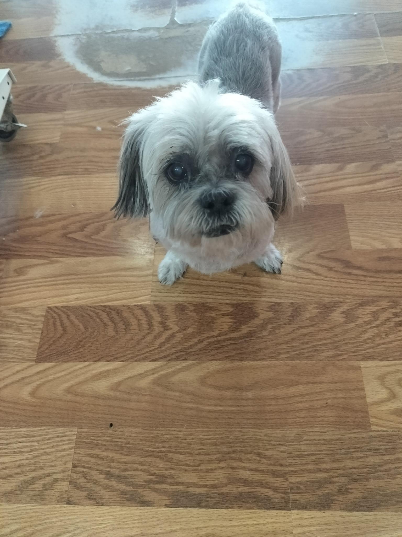 Cocoa Puff photo 2