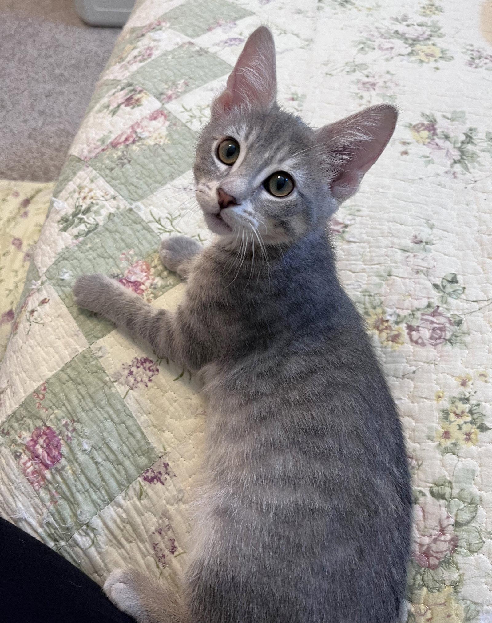 Enlarge Carly, a Adoptable Domestic Short Hair in Shawnee, KS image 1/2