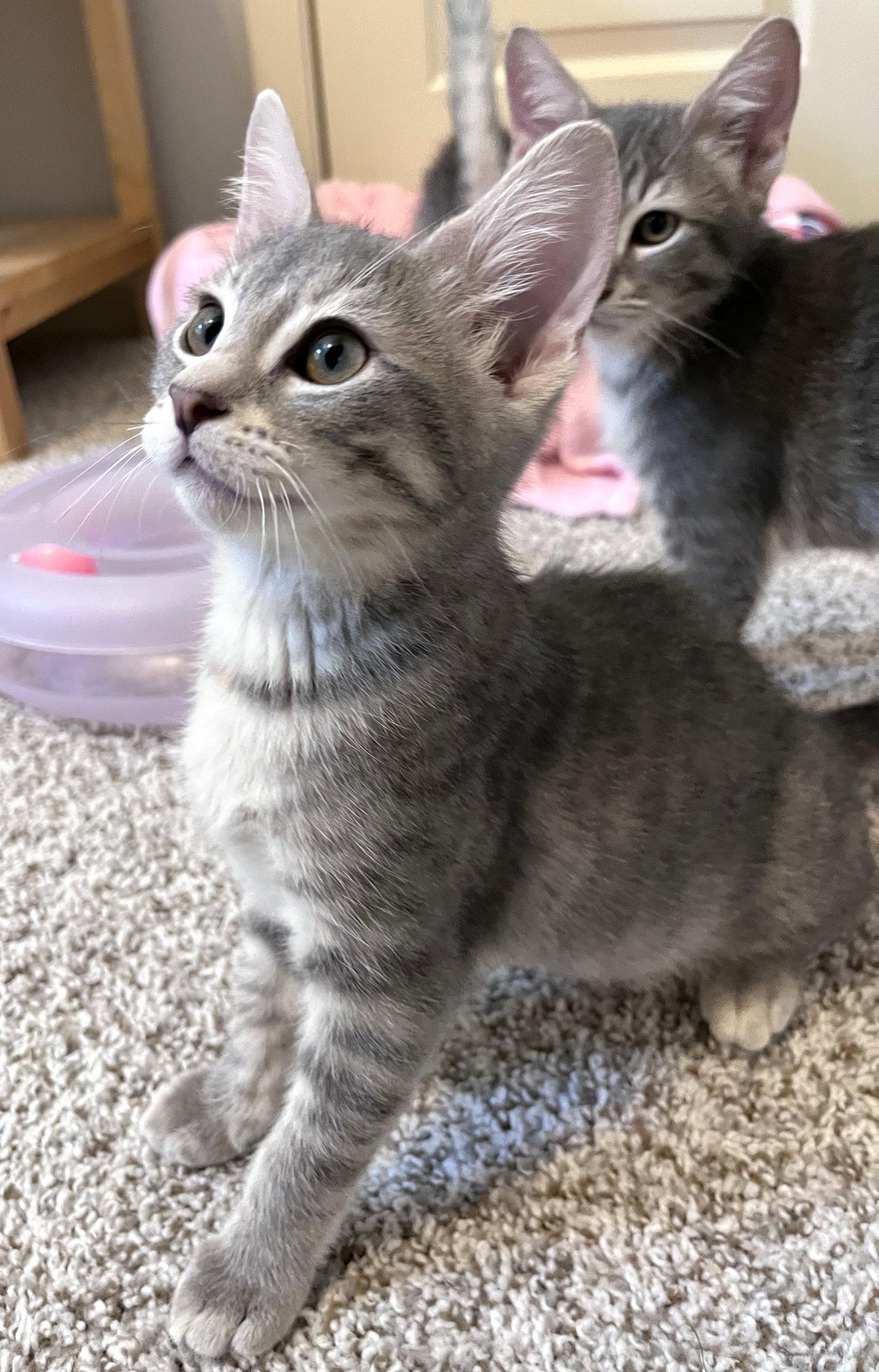 Enlarge Carly, a Adoptable Domestic Short Hair in Shawnee, KS image 2/2