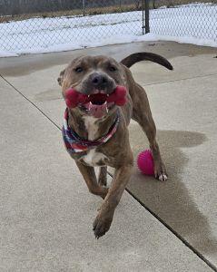 Enlarge Thor, an adopted Pit Bull Terrier in Bucyrus, OH image 3/4