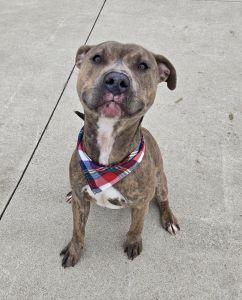 Enlarge Thor, an adopted Pit Bull Terrier in Bucyrus, OH image 1/4