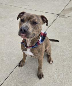 Enlarge Thor, an adopted Pit Bull Terrier in Bucyrus, OH image 4/4
